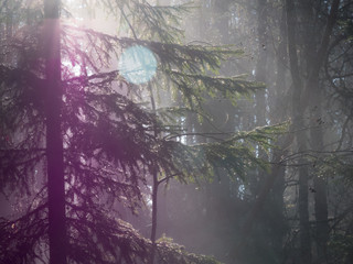 Foggy forest lens flare
