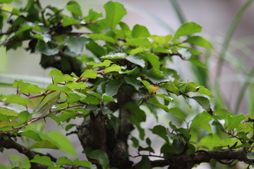 leaf green