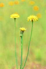 Wild flower background  in Patagonia, Argentina