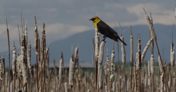 Yellow headed black bird sings on a cattail stalk in Montana