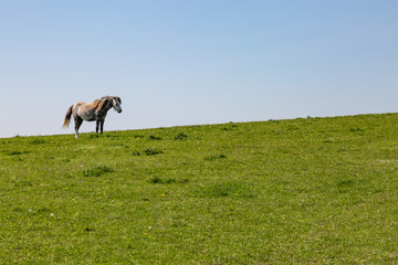 A horse standing on a hill, in the South Downs in Sussex