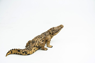 Naklejka premium crocodile on white background