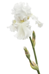 Flower of  white iris close-up, isolated on white background