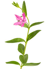 Pink flower of periwinkle, lat. Vinca, isolated on white background