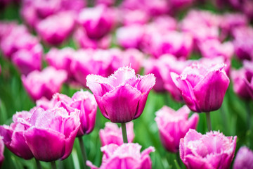 Blooming Tulips
