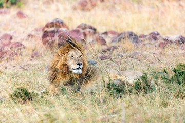 Naklejka premium Male lion in Africa