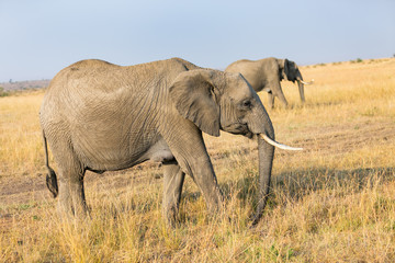 Naklejka na ściany i meble Elephants in Africa