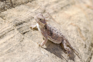 Desert Horned Lizard