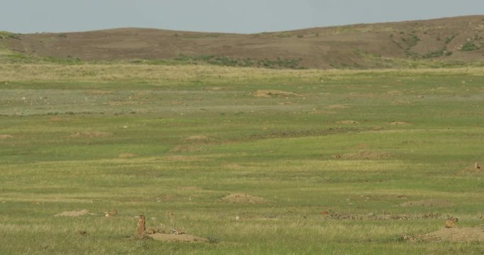 Medium Prairie dogs out on colony in Montana