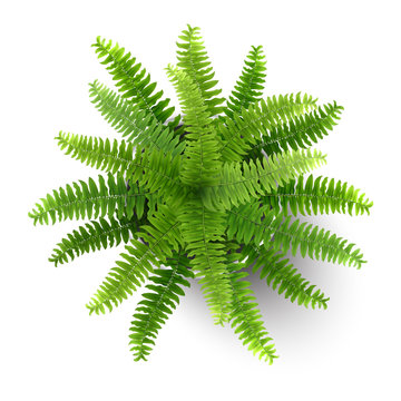 Top view of houseplant fern in a pot.