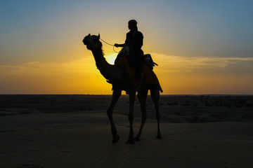 Camel silhouette in Thar Desert, India.