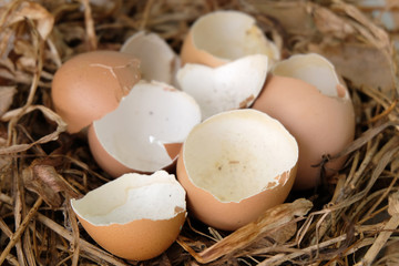 Broken eggs on dry grass