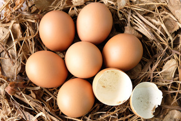 Broken eggs on dry grass