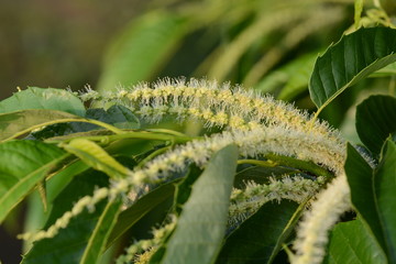 Japanese chestnut blossoms