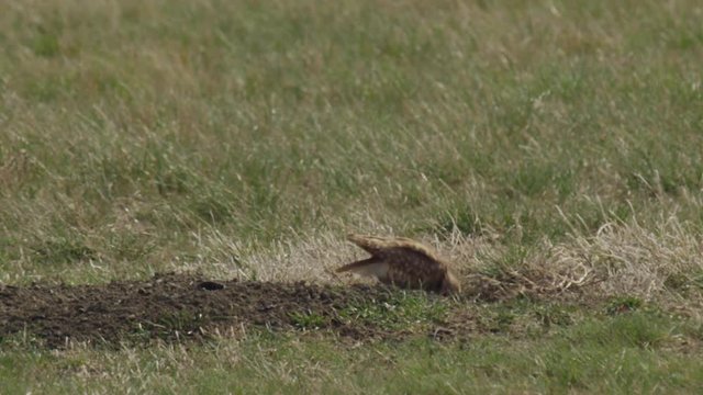 Burrowing owl eats cricket