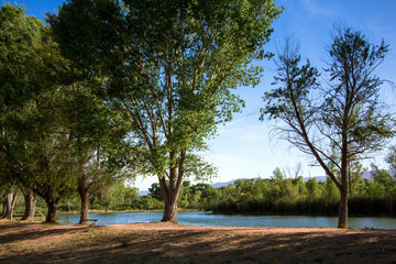 Tall cottonwood trees and marsh grasses beside the lagoon, filled with water from the Verde River, in Dead Horse Ranch State Park near Cottonwood, Arizona - Powered by Adobe
