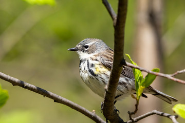 Yellow-rumped blackbird perched on a tree branch