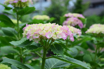 アジサイ（ひまわりのように咲いています。）