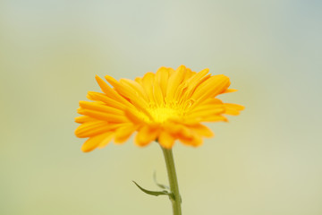 Close up of marigold flower