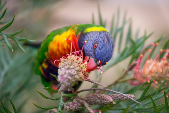 Rainbow Lorikeet (Australian Parrot) Eating Grevillea 'Superb' Nectar (front view)