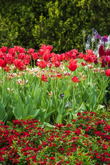 Red garden blooming in spring with tulips and garden pink flowers