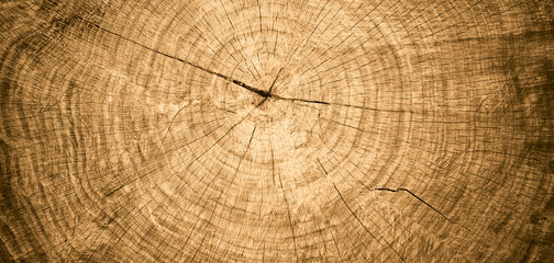 Fototapeta premium Zbliżenie makro sekcji końca cięcia drewna z pęknięciami i słojów rocznych. Naturalna organiczna konsystencja o spękanej i szorstkiej powierzchni. Płaska powierzchnia drewniana z słojami rocznymi.