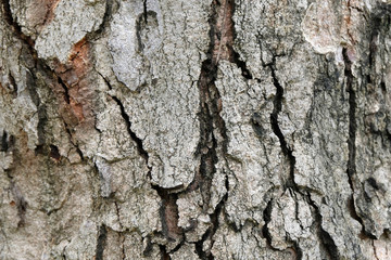 bark of tree texture , soft focus