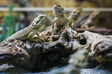 lizards in a terrarium