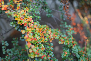 close up view of some plant with berries