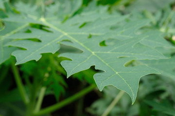 Close up papaya leave