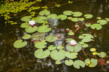 Top View Green Leaves Lotus or Hardy Water Lily Plant of Nymphaeaceae family on dark surface of pond with water glowing reflection ripples background. Concept of Buddhism, Enlightenment, Calm, Peace