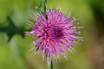 Japanese thistle flowers