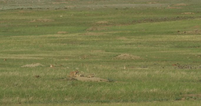 Young prairie dogs at burrow entrance