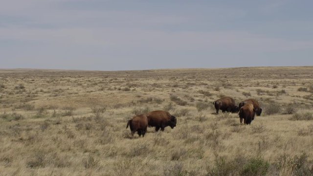 Bison milling on prairie