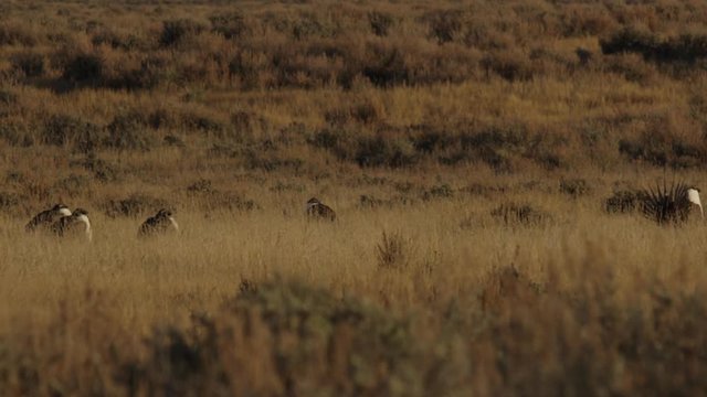 Small group of sage grouse display in the early morning light