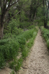 Fototapeta na wymiar The forest path