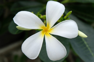 Fototapeta na wymiar White and yellow Plumeria ( frangipani flowers )