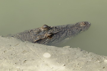 Alligator under water