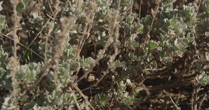 Dolly close of prairie forb with berry