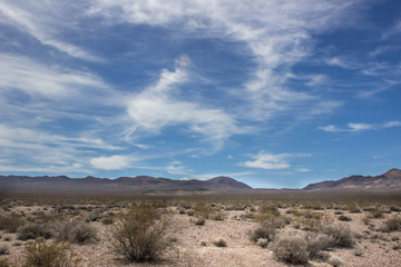 Desert Landscape with Cactus