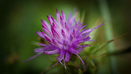 Wild Pink grass flower