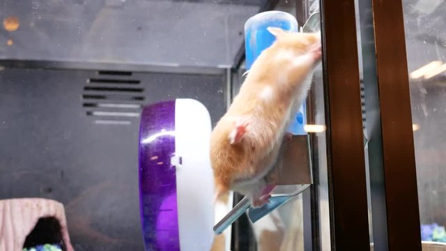 Motion of funny skrian hamster climbing inside cage at petsmart store with 4k resolution.
