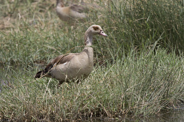Egyptian goose grazing on a meadow near a small pond in the savanna in the dry season