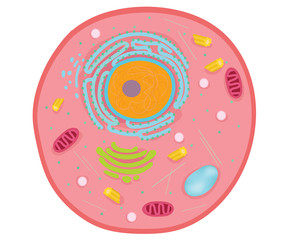 Animal Cell