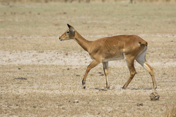 female WATERBUCK walking along the sandy savannah along the shore of the lake in the dry season