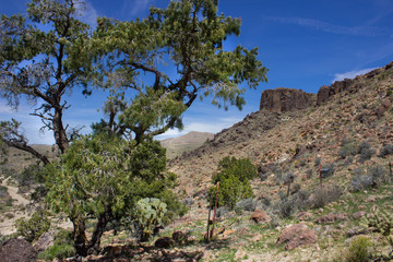 Desert Landscape with Cactus and Desert Plants