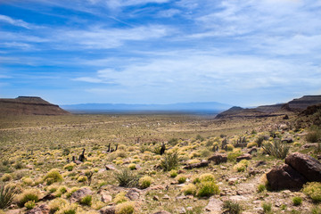 Fototapeta na wymiar Desert Landscape with Cactus and Desert Plants