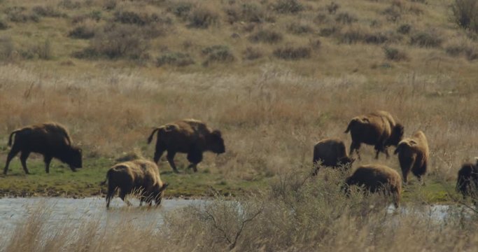 Buffalo leave watering hole