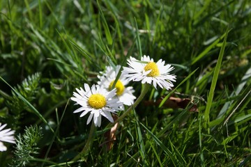 Obraz premium spring daisies