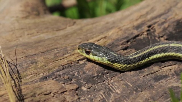 Cold blooded poisonous predator snake on a long in the forest. Nature up close and wild. Comouflaged serpent heating itself in the sun. 